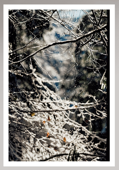 Tableau Sous Verre et Forex