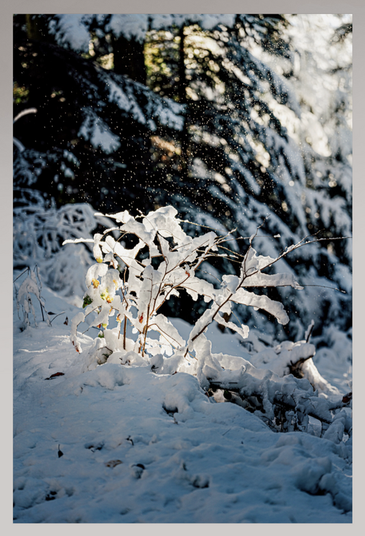 Toile Photo