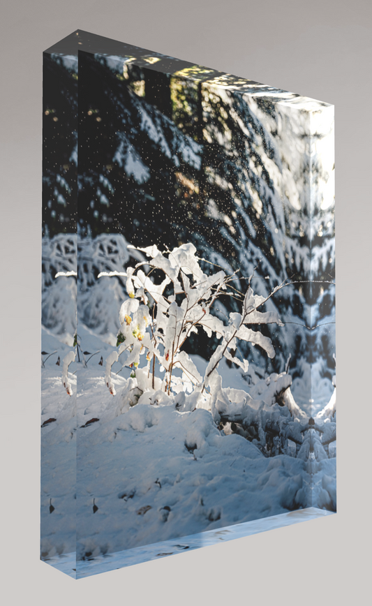 Bloc photo Plexi