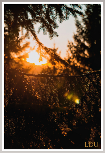 Tableau Sous Verre et Forex