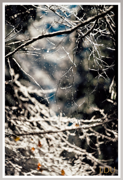 Tableau Sous Verre et Forex