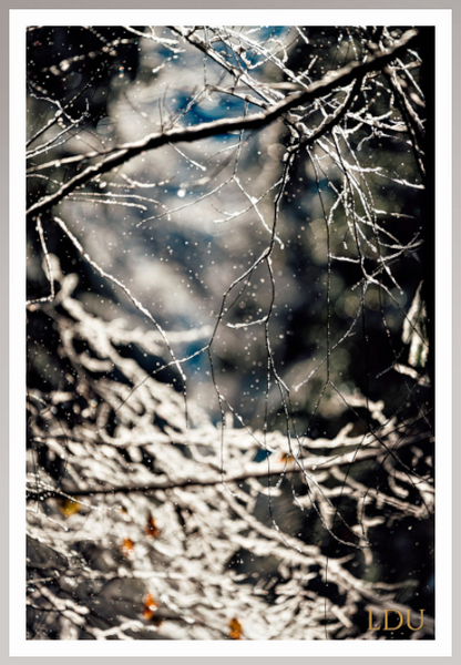 Tableau Sous Verre et Forex