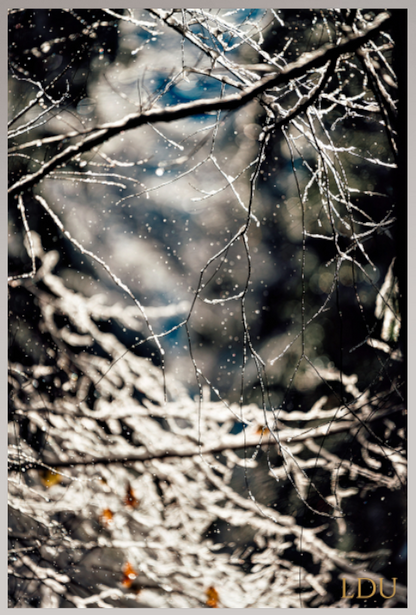 Tableau Sous Verre et Forex