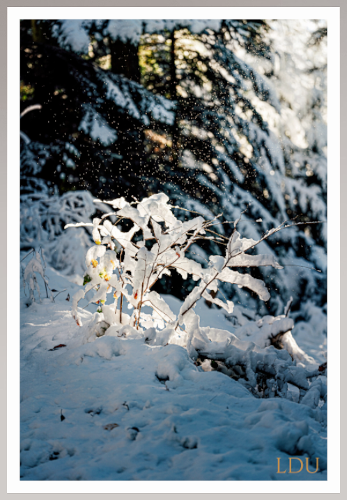 Tableau Sous Verre et Forex