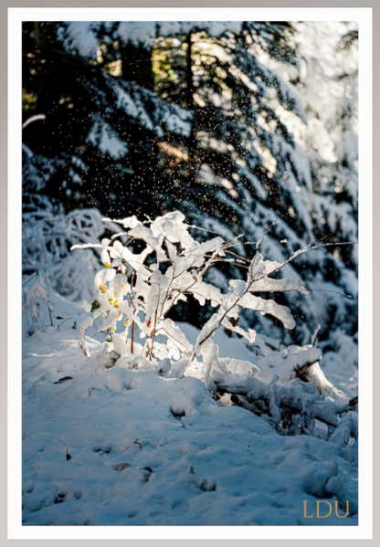 Tableau Sous Verre et Forex