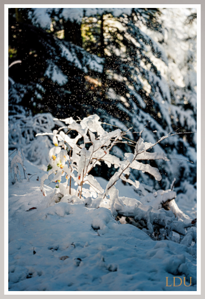 Tableau Sous Verre et Forex