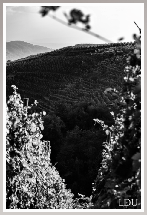 Tableau Sous Verre et Forex